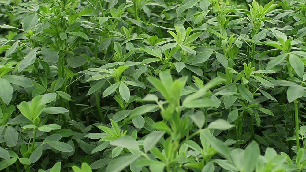Default-Alfalfa-